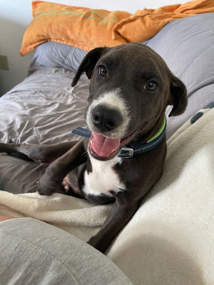 Playful, gentle, and ready to fill your home with happiness.