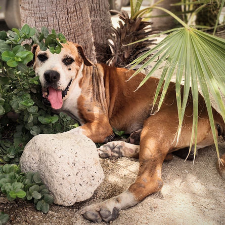 Senior dog lying under plants outdoors with tongue out, relaxing