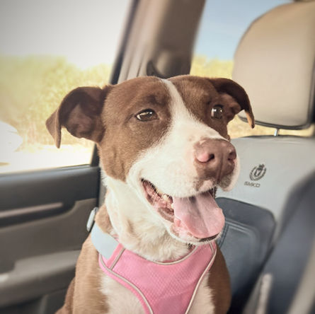 Mika enjoying a car ride, a happy and relaxed rescue dog in her new life