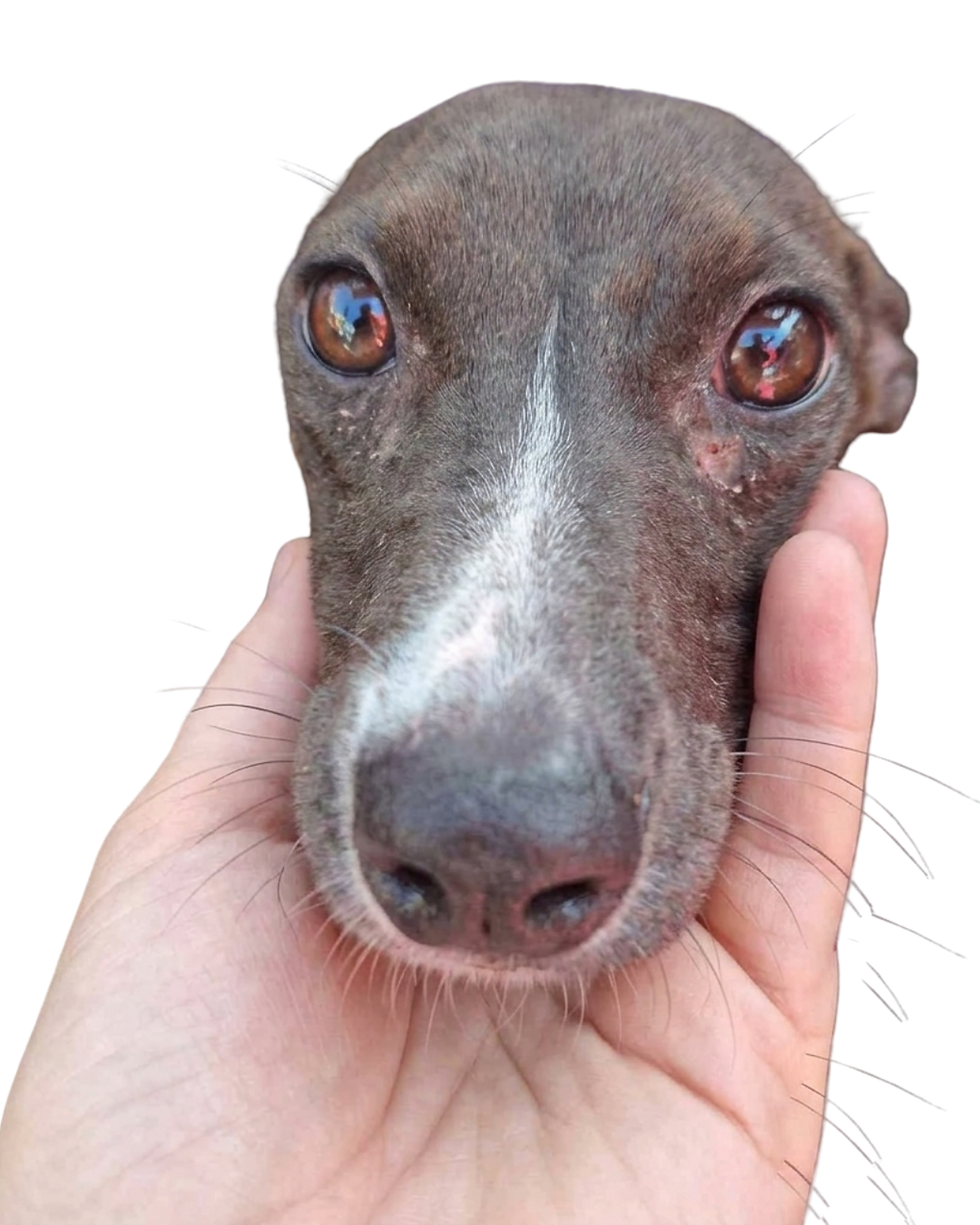 mexicandog.png