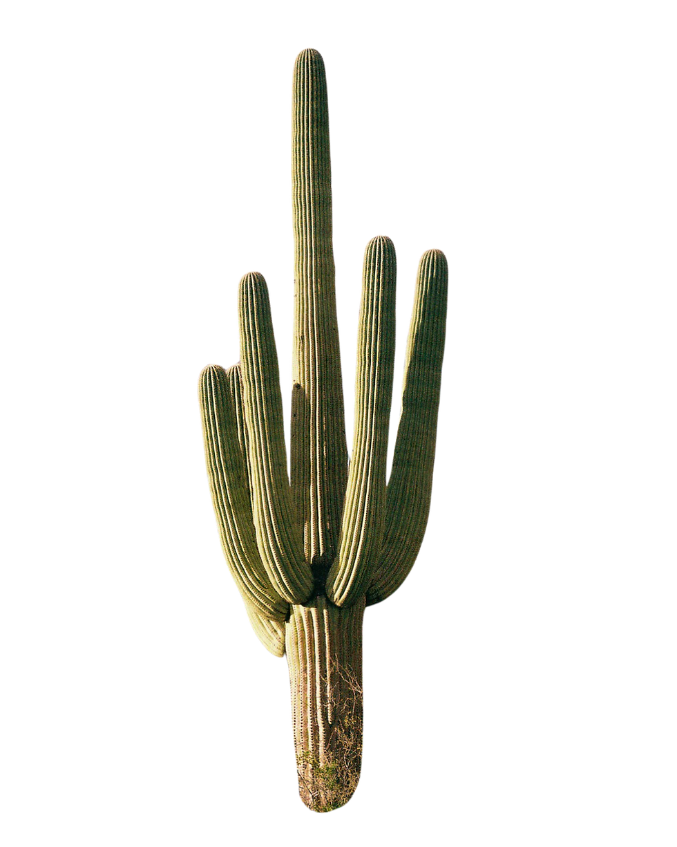 cactus.png