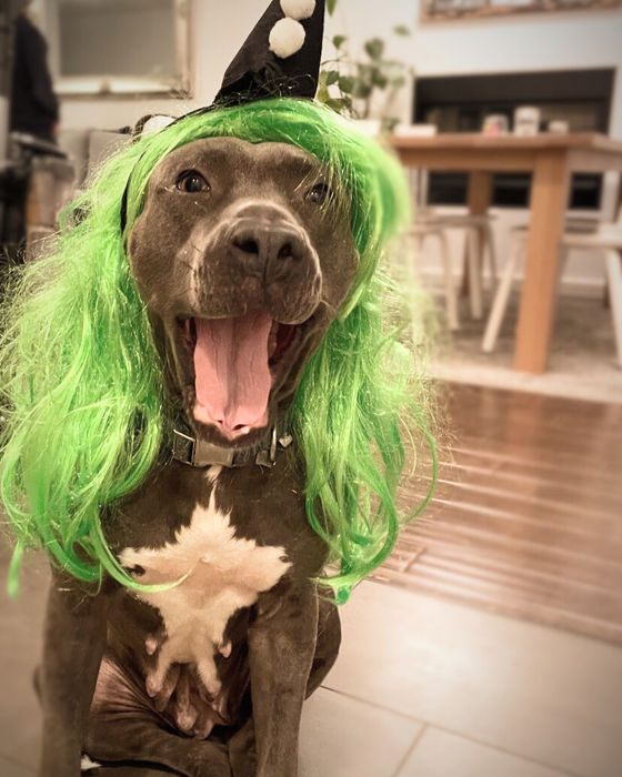 Rescued pitbull smiling and relaxed in its new home