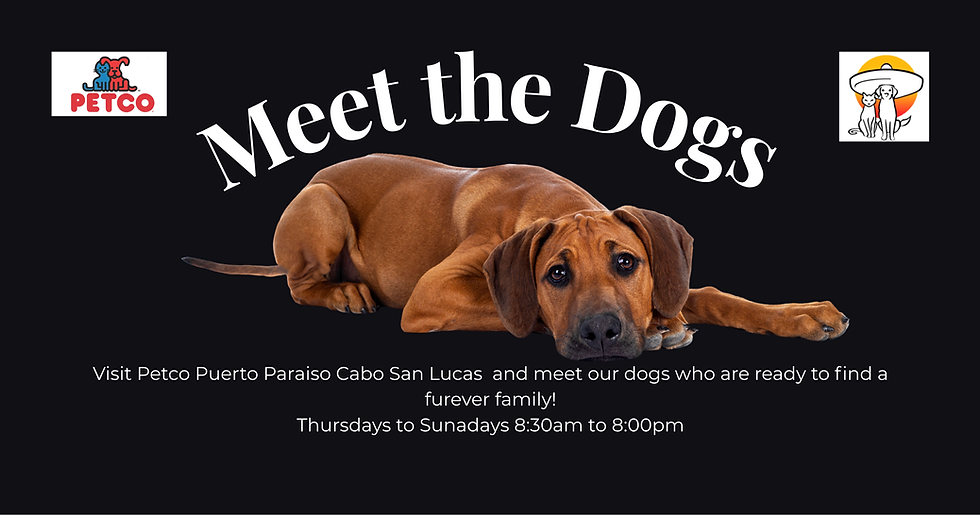 Meet the Dogs
