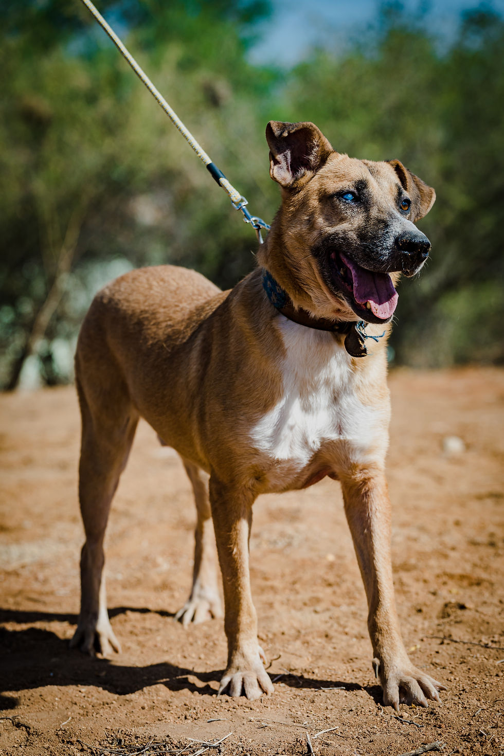 Daysi, a black and tan rescue dog standing outdoors on a leash, looking relaxed and alert