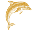 dolphin-encounter.png