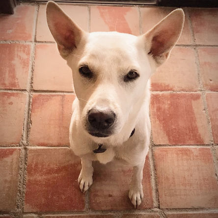White dog (Trooper) sitting on terracotta tile floor, looking up with alert ears and calm expression.