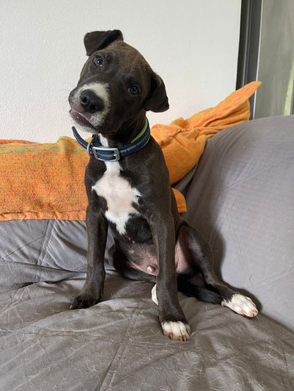 Looking for a family to love... forever.