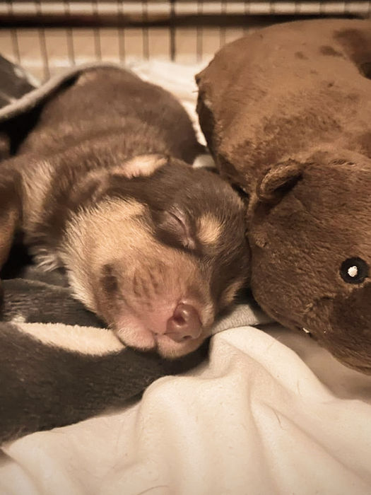 Small brown puppy sleeping next to a stuffed toy