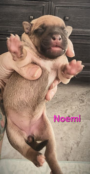 Newborn puppy named Noemi being held, showing delicate features and markings