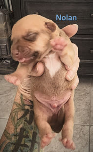 Newborn puppy named Nolan being held in hand with eyes closed