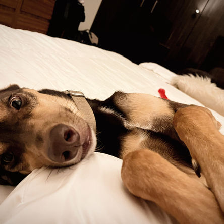 Brown and tan dog lying on a pillow looking up at the camera