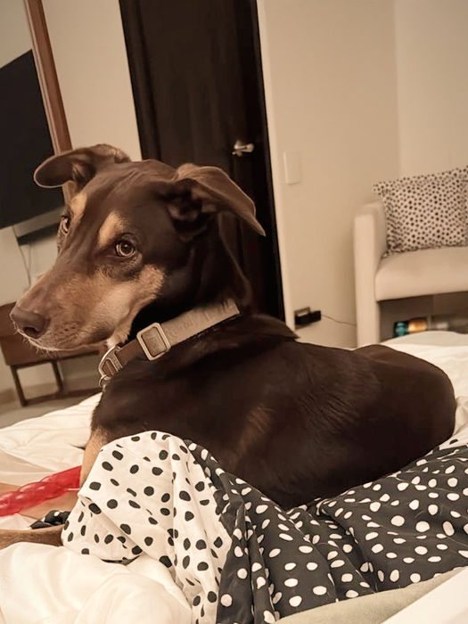 Brown and tan dog lying on a bed looking back alert