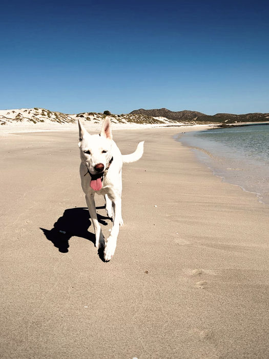 White dog walking along a sandy beach near the ocean