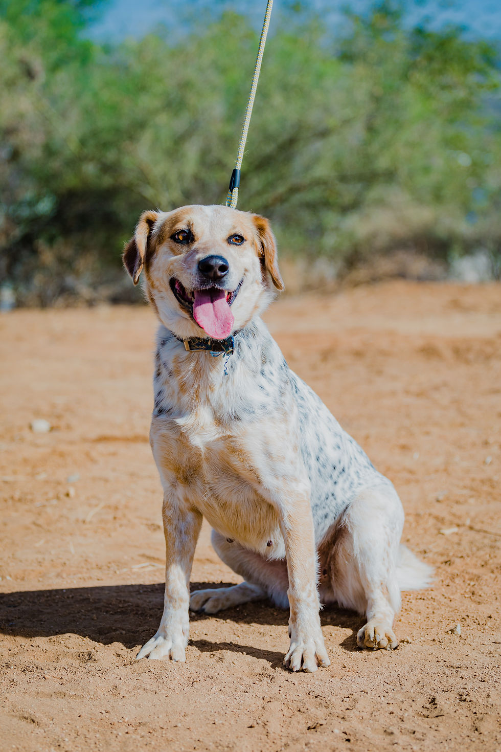 Daysi, a black and tan rescue dog standing outdoors on a leash, looking relaxed and alert