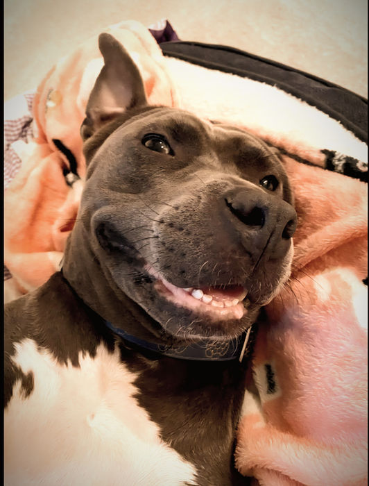 Pitbull transformation from difficult conditions to a happy life