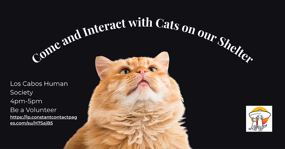 Interacting with Cats