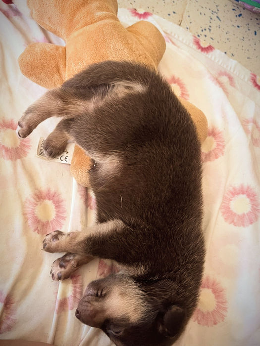 Small brown puppy sleeping on a stuffed toy