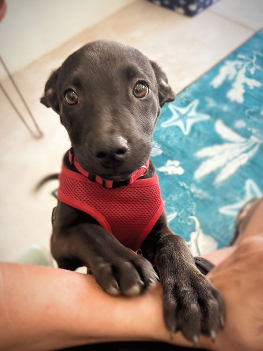 Lulu black puppy with red harness reaching for affection