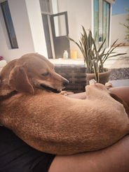 Mother dog resting with another dog after rescue, calm and safe environment