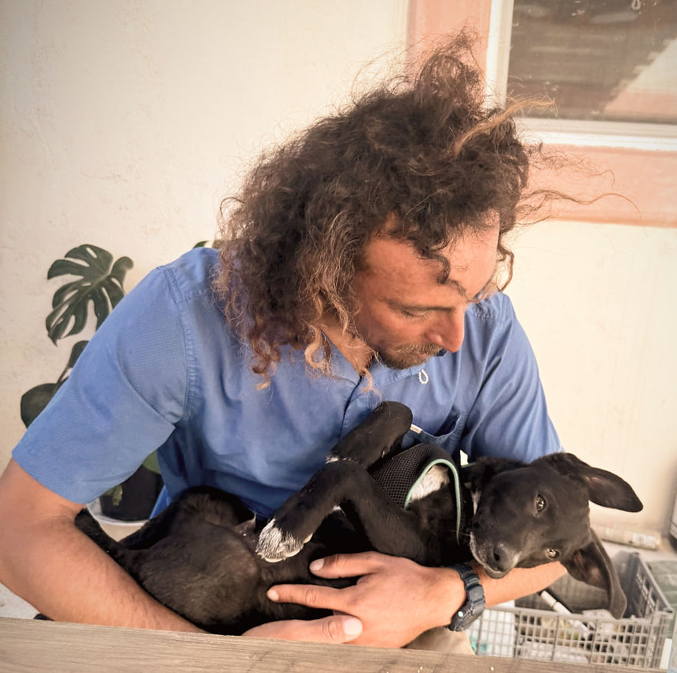 foster a dog.jpg