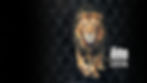 Lise-Poulsen_Wildlife-Artist_Lion_WAY.jpg