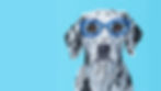 Lise-Poulsen_Custom-Pet-Portraits.jpg