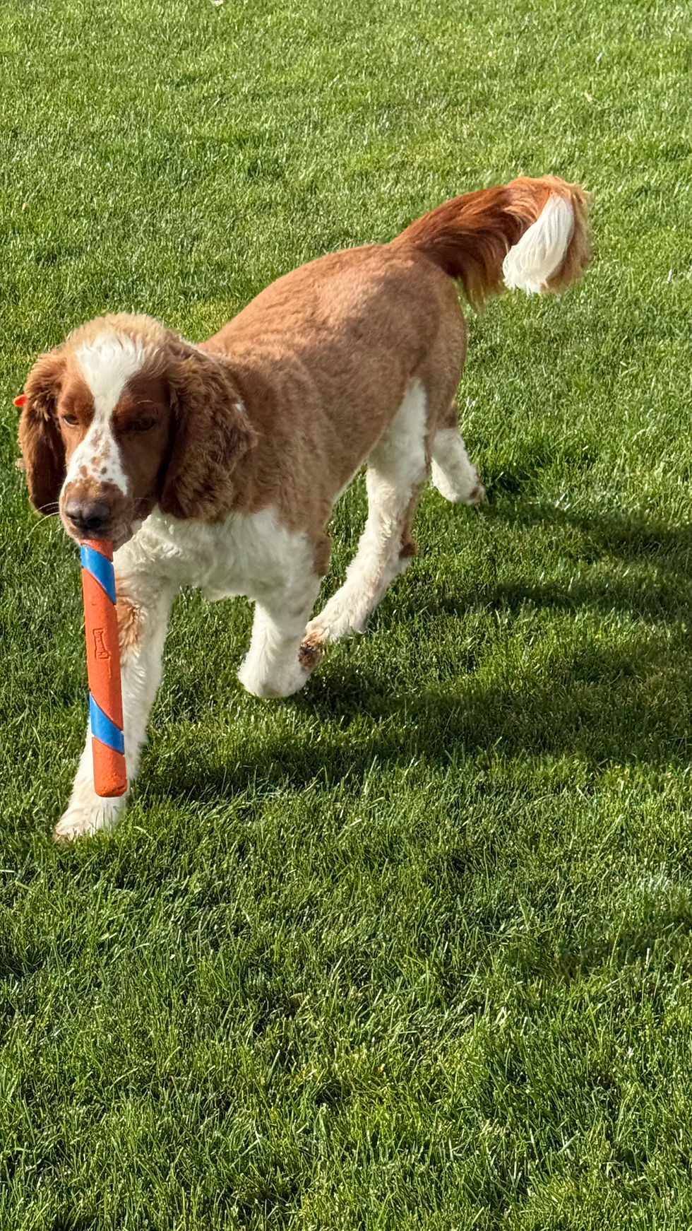 Brown and white spaniel carrying a training bumper during play and enrichment time while boarding ne