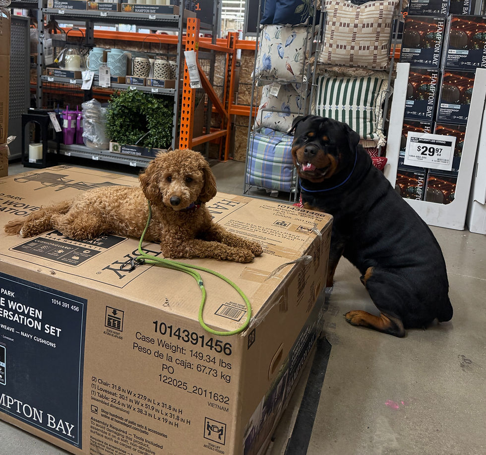 two dogs working on anxiety by doing place in Home Depot Missoula Mt.