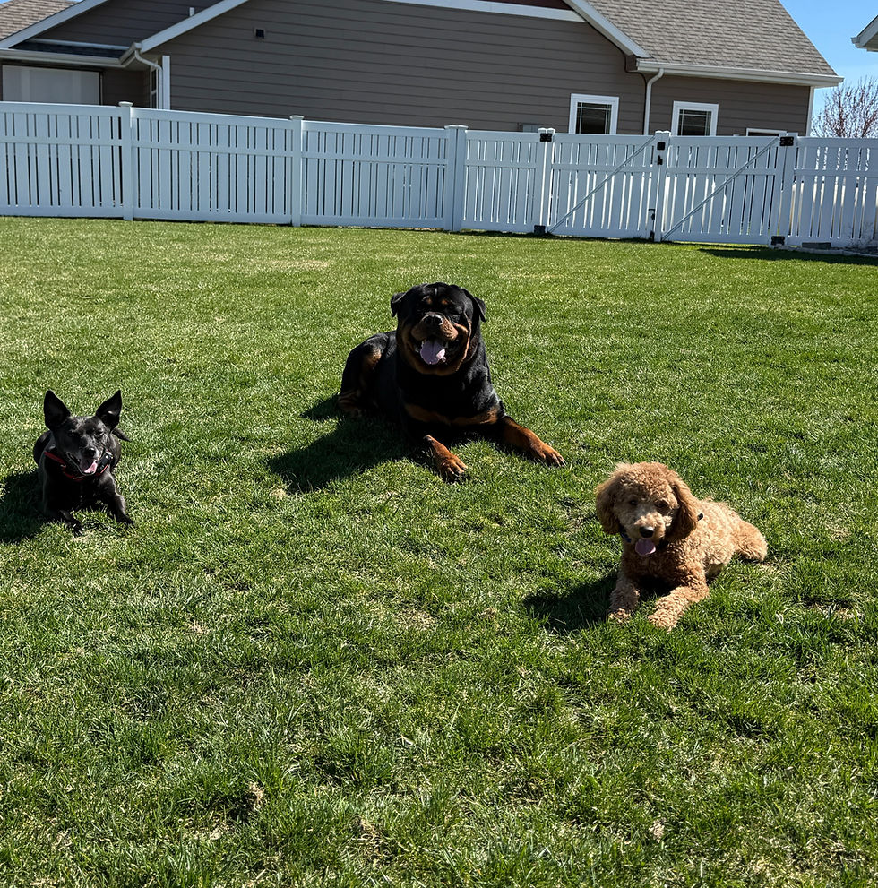 Happy, well-trained dogs relaxing in a fenced yard – professional dog training, obedience, and structured play in a safe outdoor environment.