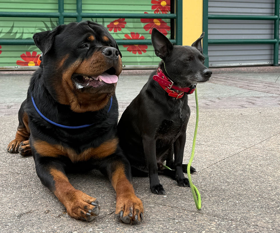 Two dogs practicing calm public obedience training in downtown Missoula, Montana in front of the Carousel for Missoula during a socialization outing.