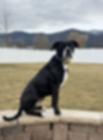 Boxer practicing calm obedience and real-world manners during continued success dog training lessons in Missoula, MT with Silva’s Dog House.
