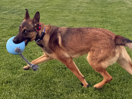 Belgian Malinois playing with a toy during in-home dog boarding in Frenchtown, MT near Missoula, featuring family-style care, daily exercise, and a safe fenced environment at Silva's Dog House.