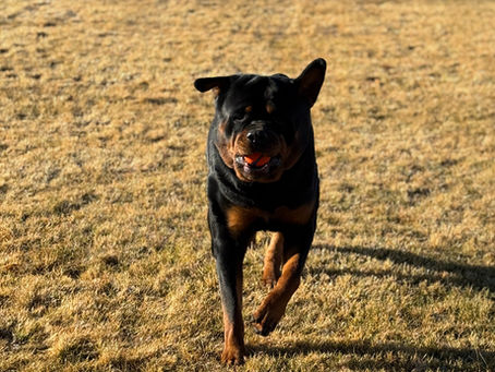 Rottweiler from Silva’s Dog House running across an open field with a ball, showing confidence, drive, and responsive off-leash engagement in a real-world setting.