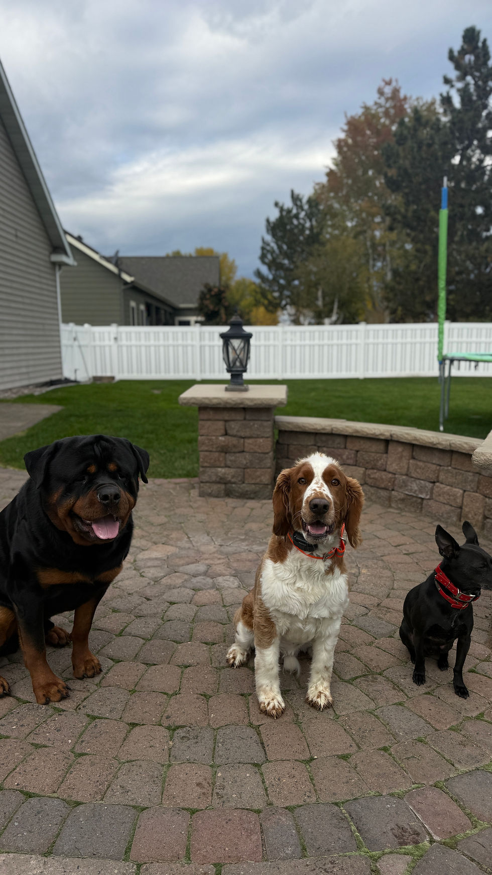 Three dogs sitting calmly together on a backyard patio during group obedience training near Missoula