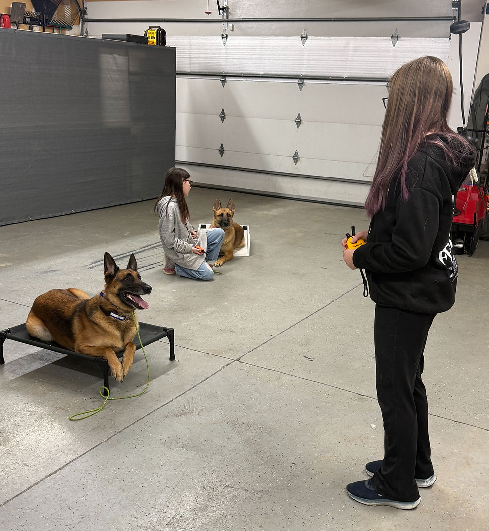Dog training session in Missoula, MT with Belgian Malinois practicing place command and obedience around distractions in indoor training environment