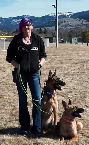 A professional dog trainer working two Belgian Malinois during an outdoor obedience session in Missoula with Silva’s Dog House, focused on advanced obedience, leash manners, and real-world dog training in Montana.