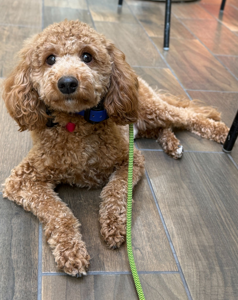 Curly-coated brown poodle mix calmly lying in a down-stay during a professional dog training session in Missoula, MT, demonstrating focus and obedience through balanced dog training methods.