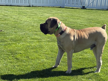 Your Dog Was Bred for a Purpose
