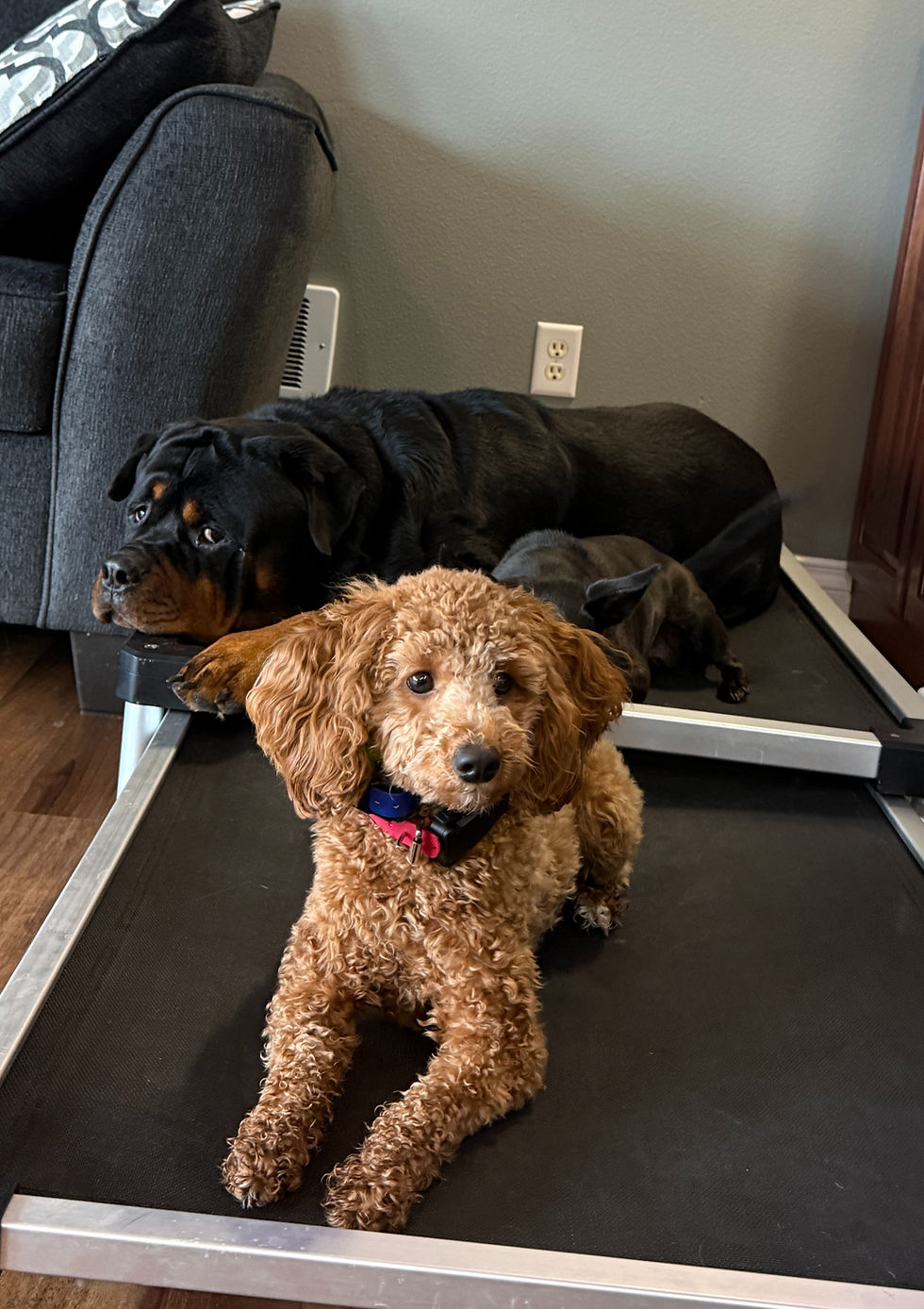 Calm, well-trained dogs practicing place command indoors – professional dog training for obedience, behavior, and structured relaxation.