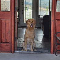 Golden Retriever demonstrating calm place training and doorway manners during an in-home dog training session with Silva’s Dog House in Missoula, Montana.