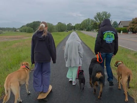 Dogs and handlers practicing real-world leash walking and engagement during a family walk in Frenchtown, MT, reflecting the practical skills taught through Silva's Dog House training lessons and programs.