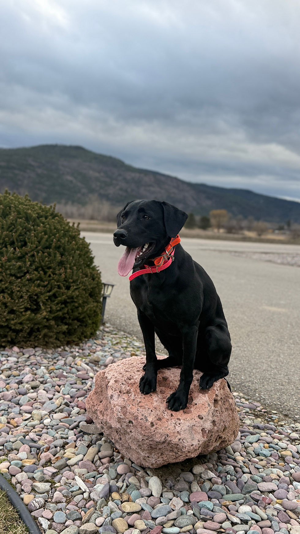 Black Lab practicing calm obedience and confidence-building during a 2-week Board & Train program in Frenchtown, MT serving Missoula and surrounding areas with Silva’s Dog House.