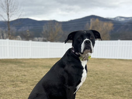 Dog on place building confidence wile overcoming anxiety. Dog training Missoula