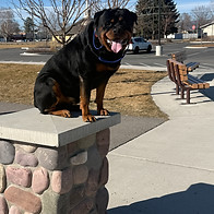 Rottweiler practicing outdoor obedience and place training during a dog training session in Missoula with Silva’s Dog House.