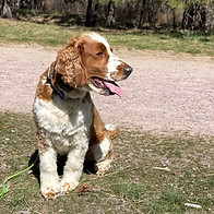 Young spaniel practicing outdoor obedience and engagement training with Silva’s Dog House in Missoula, Montana, during a calm structured training session in a wooded environment.