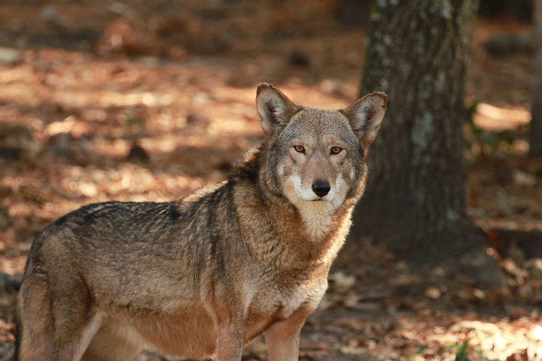 redwolf.jpeg