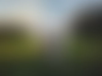 The benefits of group dog walks