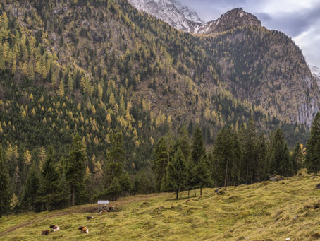 May's Featured Cheese: Gruyère – The Swiss Alpine Masterpiece