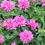 Thumbnail: Bee Balm Petite Delight
