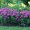 Thumbnail: Bee Balm Balmy Lilac
